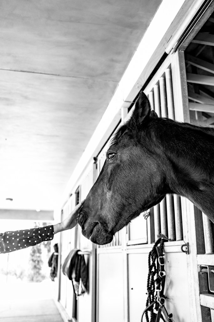 My wife giving a beautiful horse some attention.

Fujifilm X100v